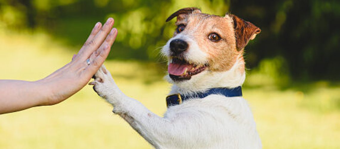 Jack Russell dog learns high five dog trick