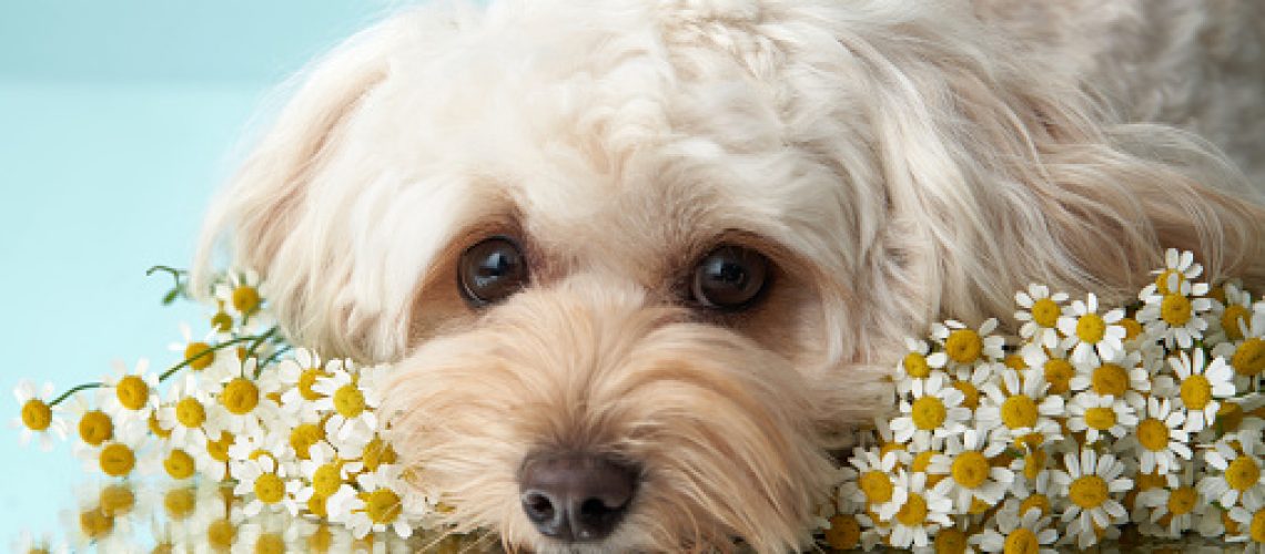 Maltipoo Dog Among Chamomile Flowers