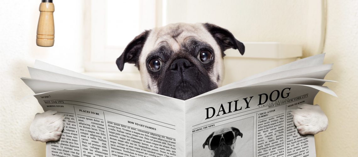 pug dog sitting on toilet and reading magazine having a break