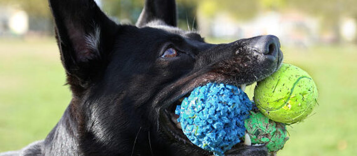 Dog with 3 balls in his mouth