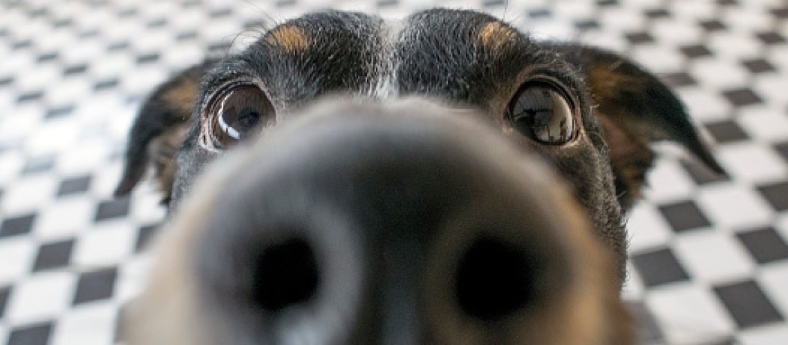 Dog sniffing close up