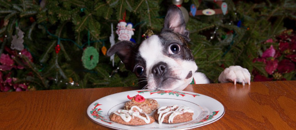 A boston terrier dog with its chin on a plate of Christmas cookies.