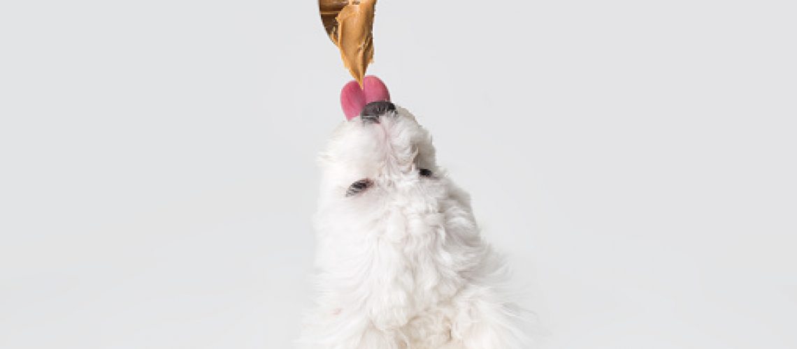 Cute dog licking peanut butter from a spoon