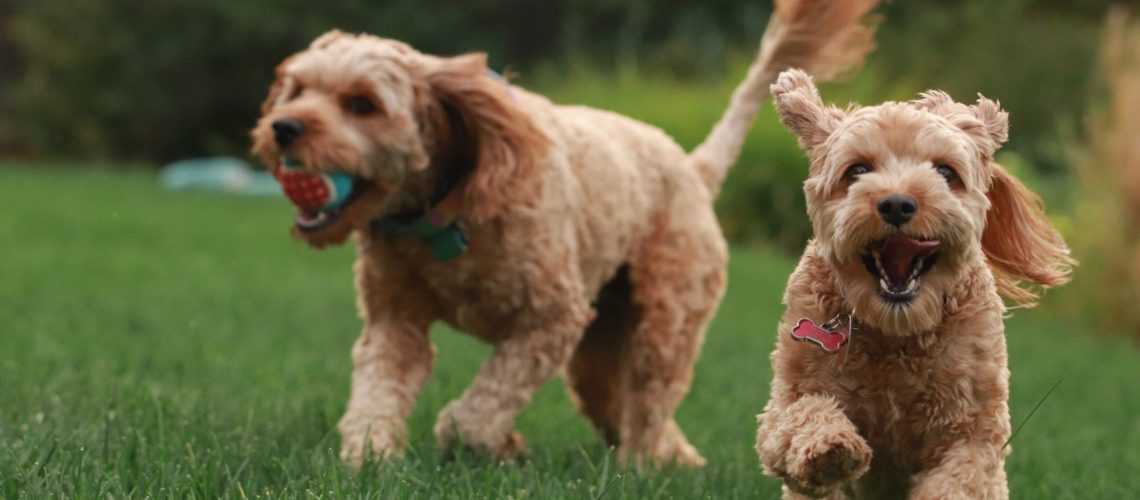 Dogs with a tennis ball